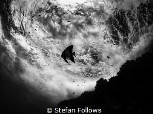 Lone Star 

Longfin Batfish (juvenile) - Platax teira
... by Stefan Follows 